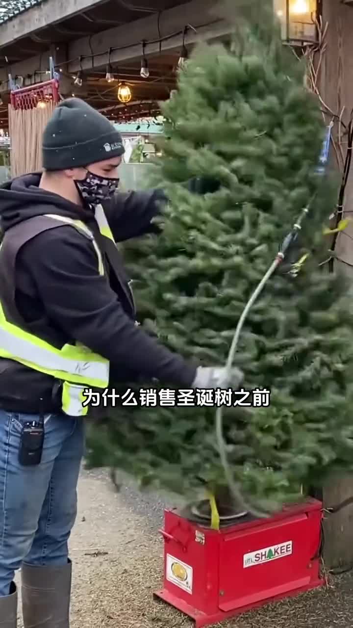 为什么购买圣诞树之前一定要振动摇晃圣诞树呢