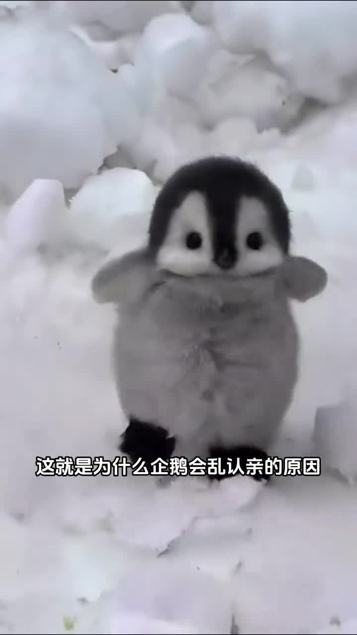 原来企鹅一天可以睡10000次而且会把人类当成同伴