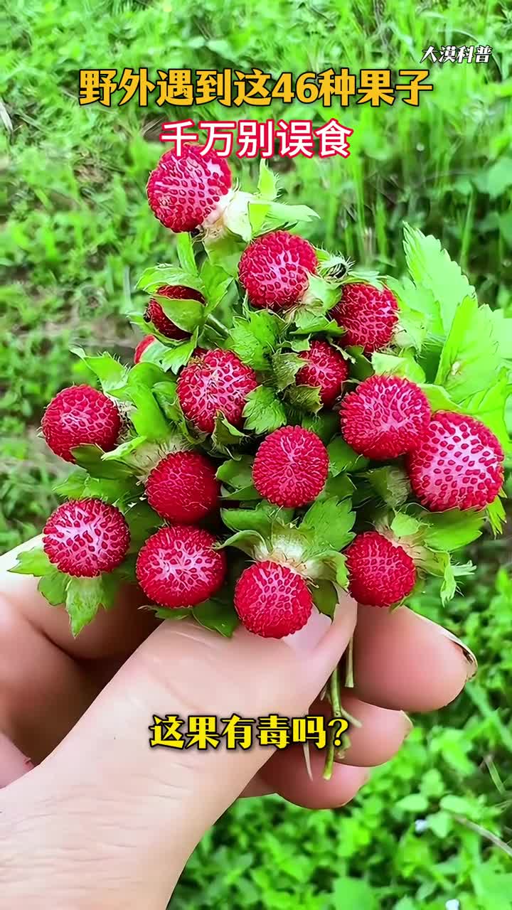 带你一次性认识46种有毒果实野外碰到了千万别误食建议收藏