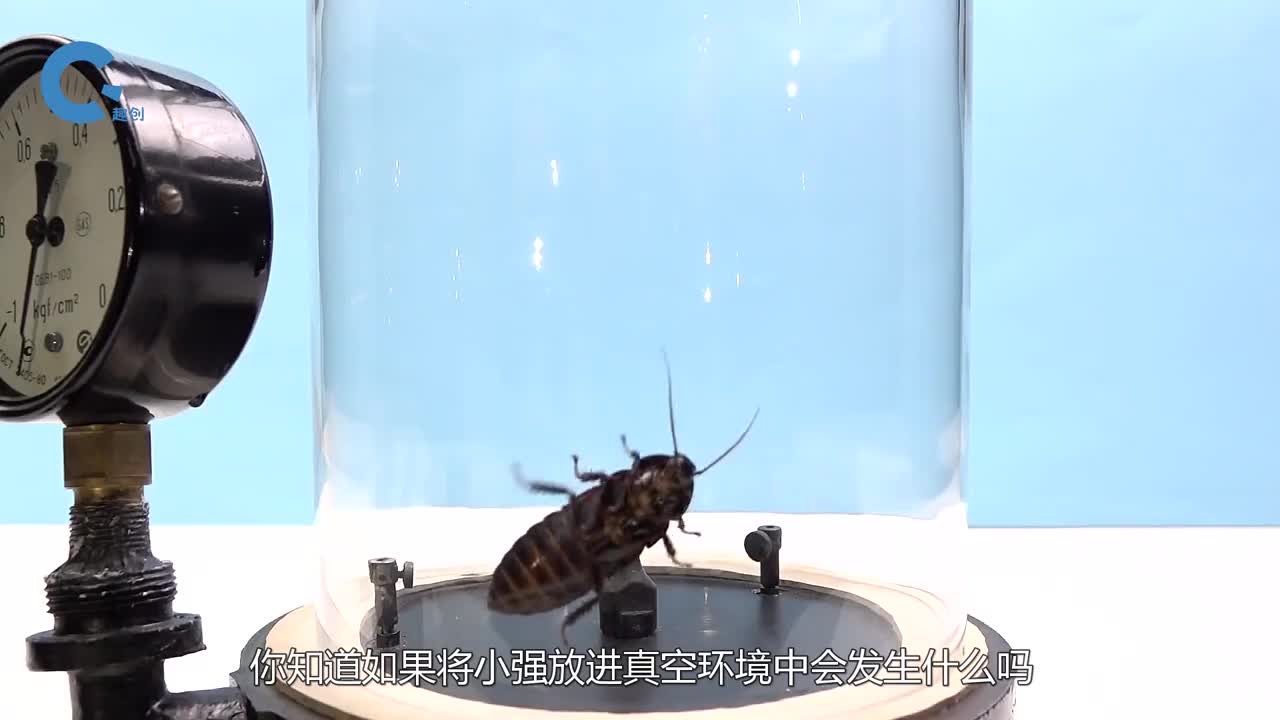 如果将蟑螂放进真空环境中会怎样老外亲测真不愧是你小强