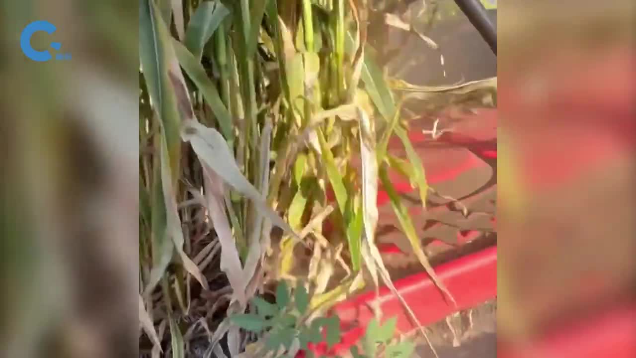 国外如何收割青贮玉米推着转盘行驶过去地里只剩下光秃秃的根