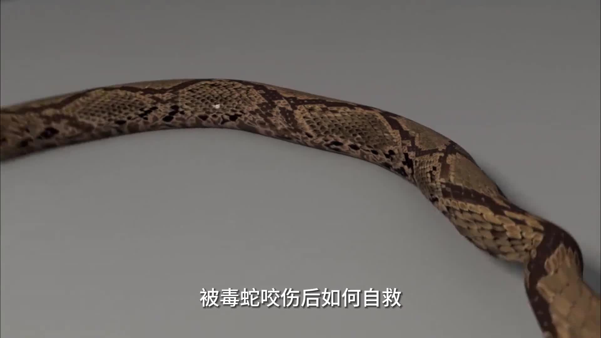 被毒蛇咬伤后如何自救