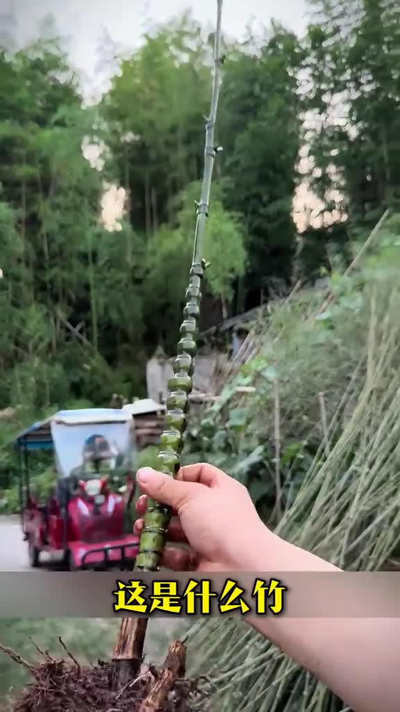漂亮到极致的竹子你见过没科普45种各种各样的竹子看你都见过几种