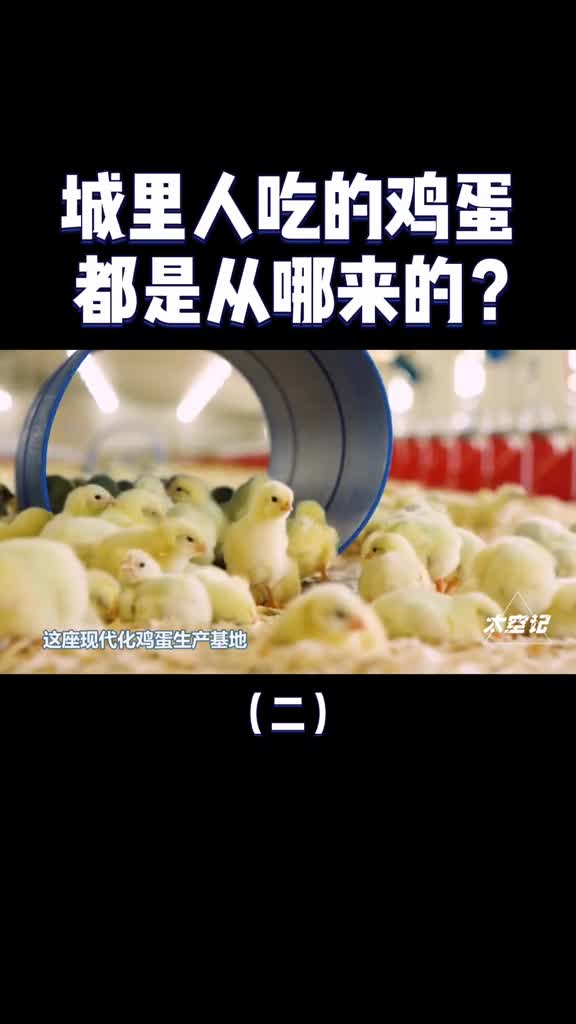 城里人吃的鸡蛋到底是从哪里来的鸡蛋工厂了解一下