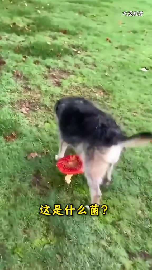 野外遇到这些野生菌能吃吗大漠带你一次性认识37种野生菌