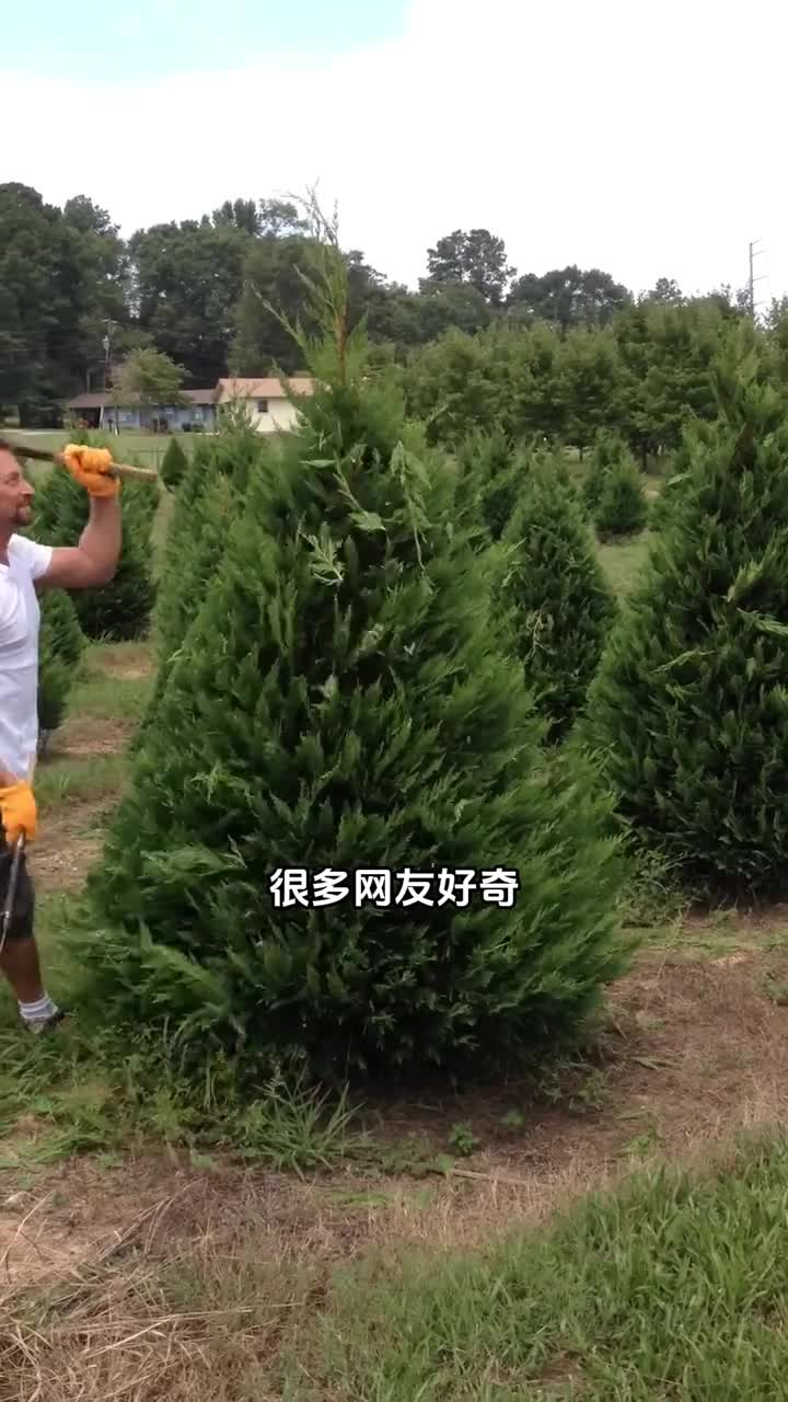 圣诞树里面真的藏有虫子吗难怪圣诞树要修建了