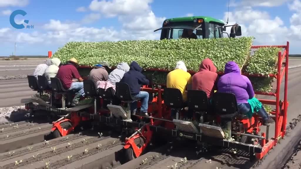 国外发明幼苗移栽机十个人为一个工作团队