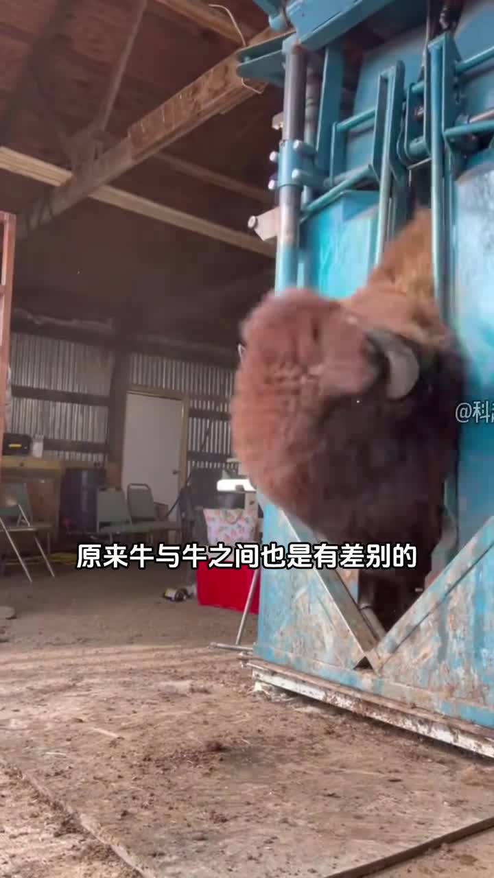 牛与牛之间的差别到底有多大