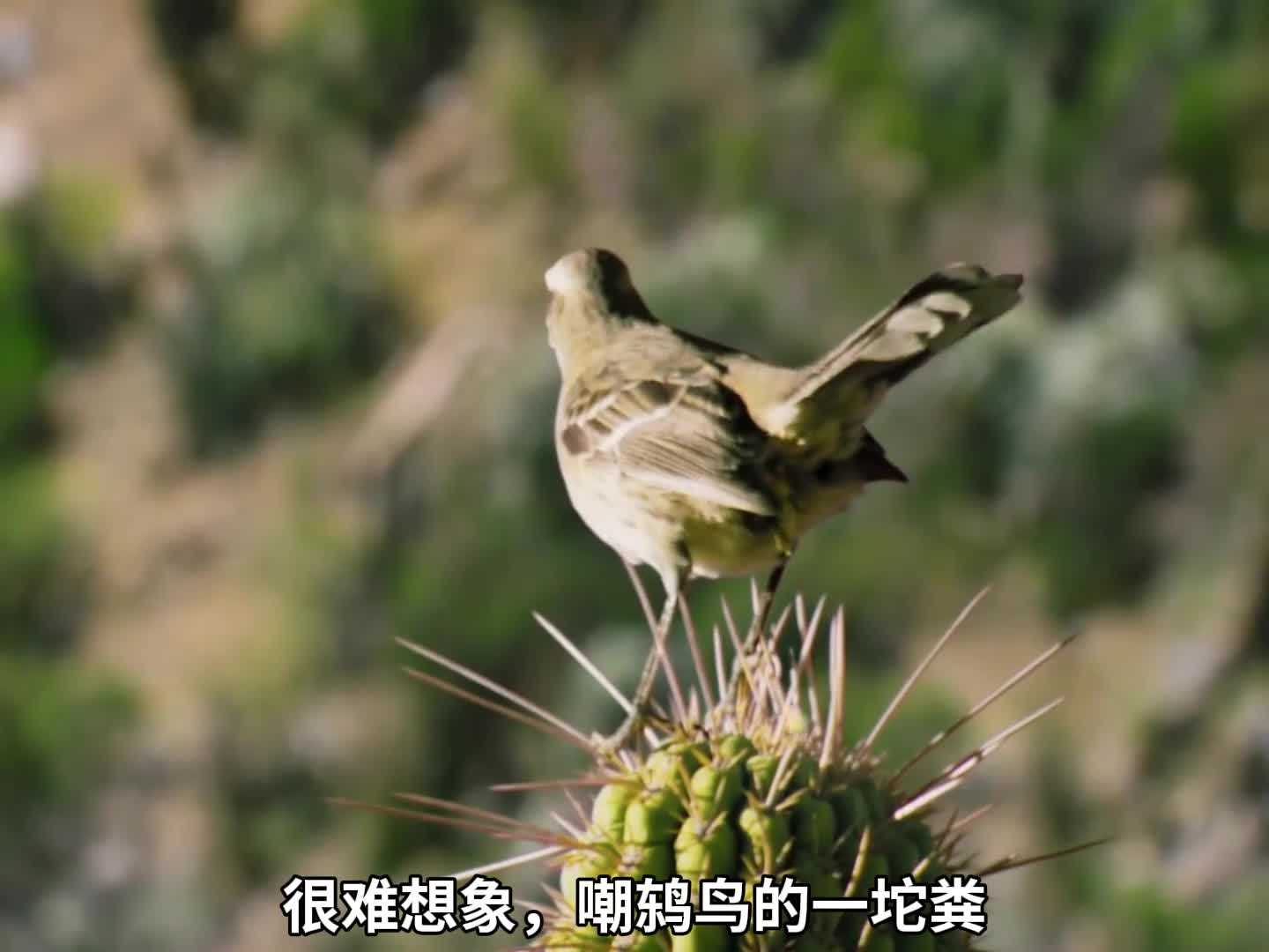 嘲鸫鸟的一坨粪竟然成了仙人掌的噩梦