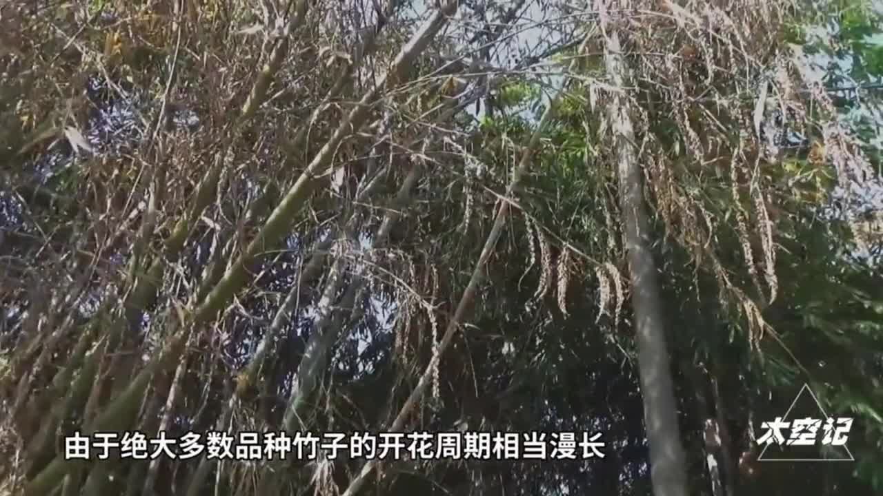竹子开花赶紧搬家有何科学道理真佩服劳动人民的智慧