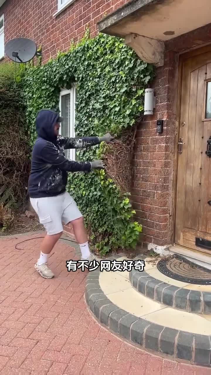 为什么要清理爬满墙面的常青藤