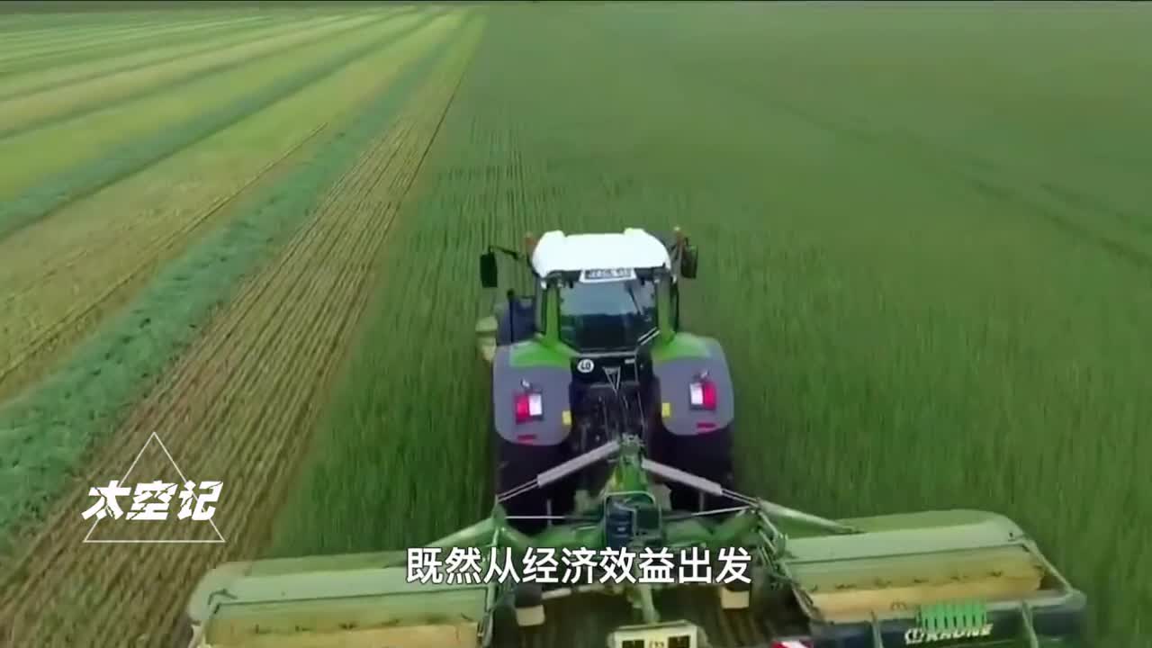 收割未成熟小麦当青储危害国家粮食安全百害而无一利