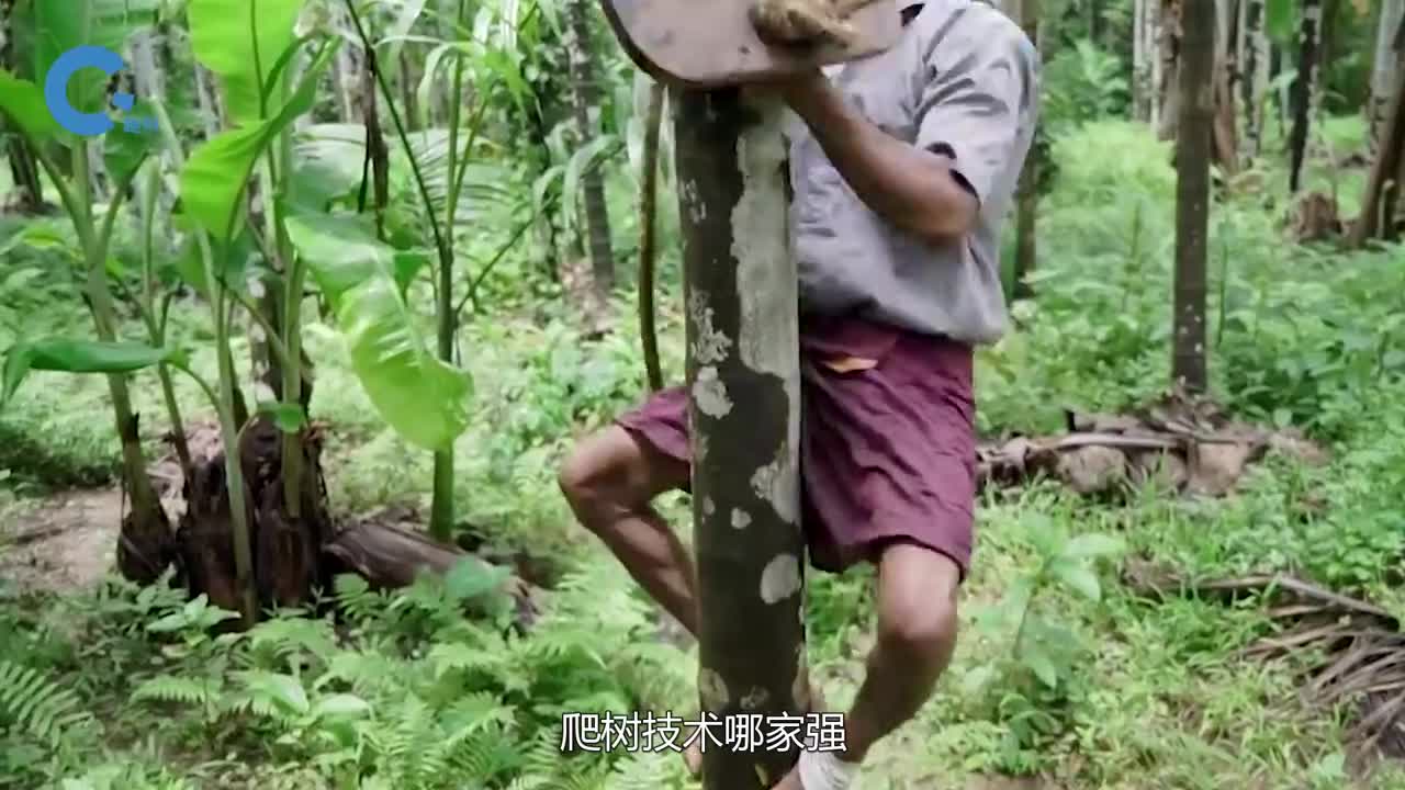 老外发明会爬树的摩托车可载重80斤30秒登顶竟是用来摘槟榔