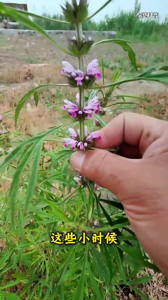 知道这些植物的已经不年轻了吧科普15种小时候常遇到的野生植