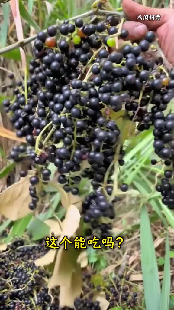 科普9种外表极其相似毒性却天壤之别的9种食物注意别误食