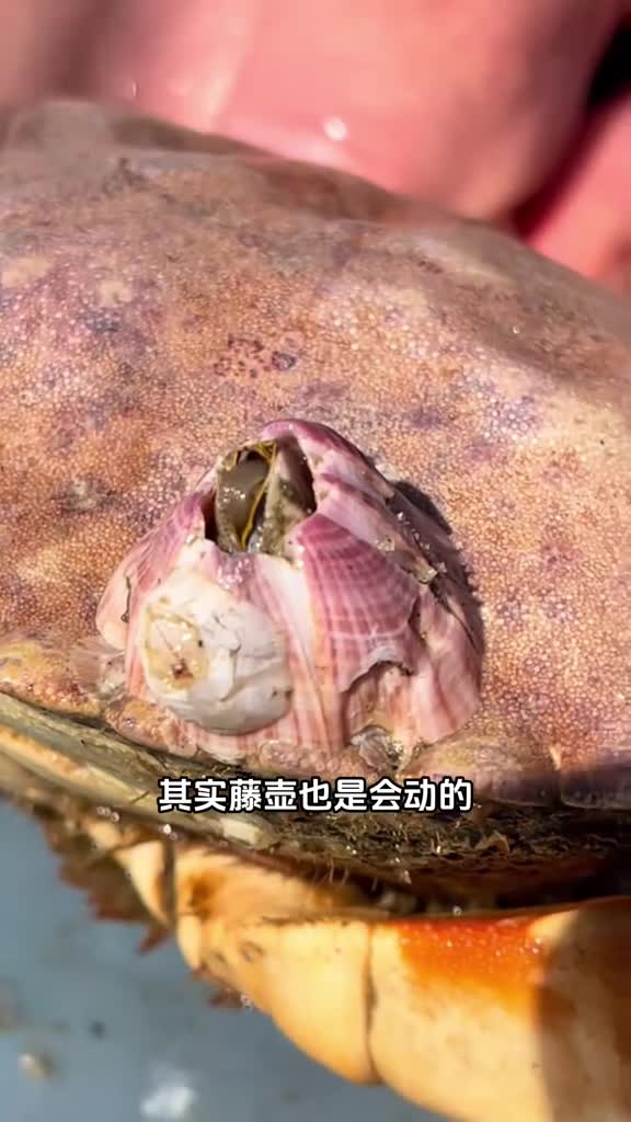 你知道藤壶会动吗