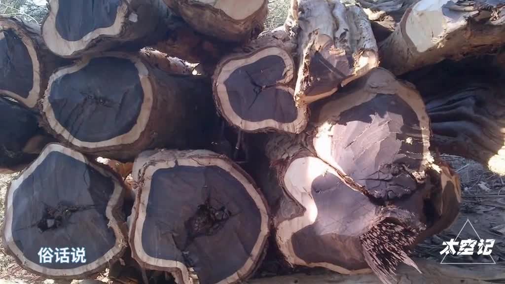 乌木到底是何物它是怎样形成的为何总能卖出天价