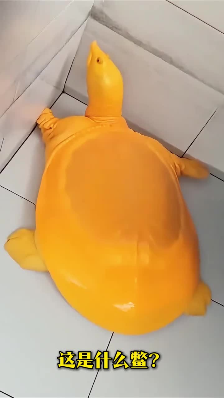 科普分享16种鳖快来看看你认识几种