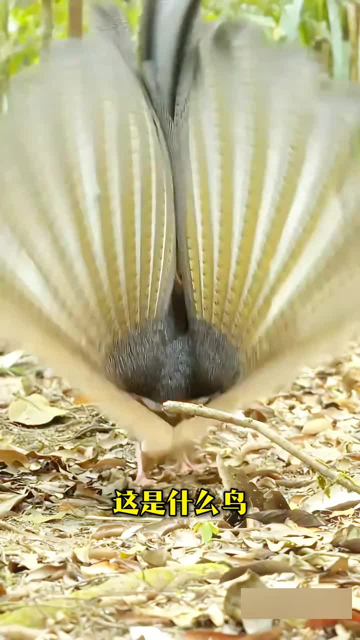 科普分享54种奇特的鸟你认识几种