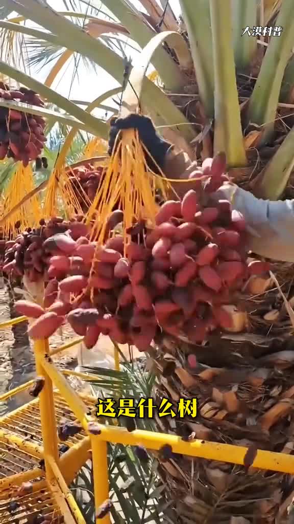 精心收集43种果实累累的果树供您欣赏看您吃过几种它的果实你吃过很多水果但并不一定见过果树分享40种果树看你认识不