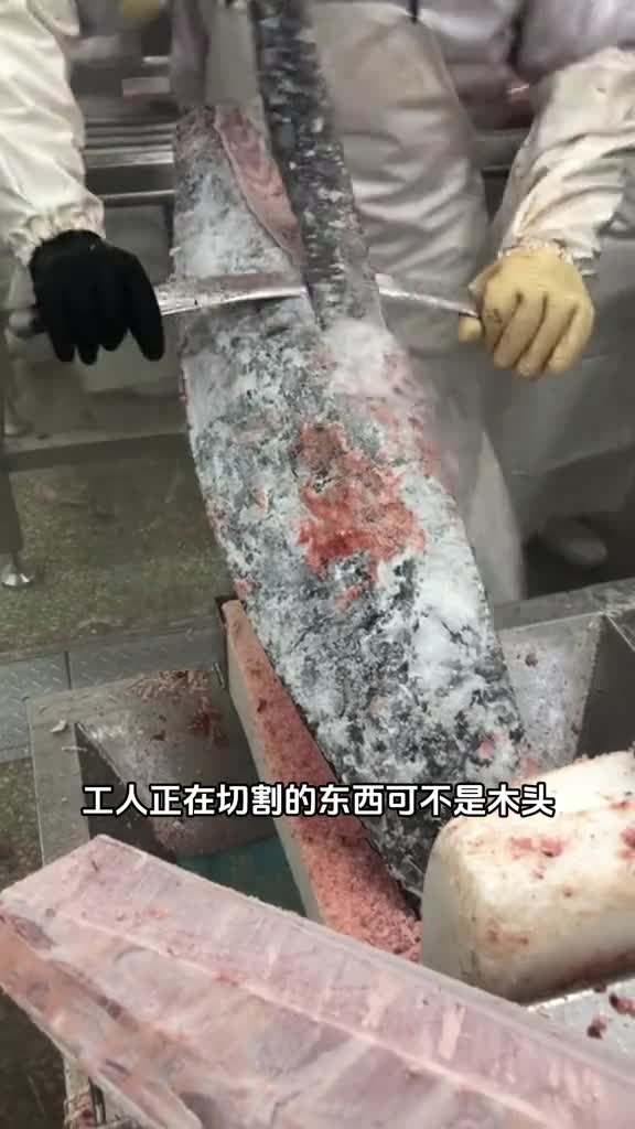 这不是在切割木头而是在给冷冻后的金枪鱼去皮