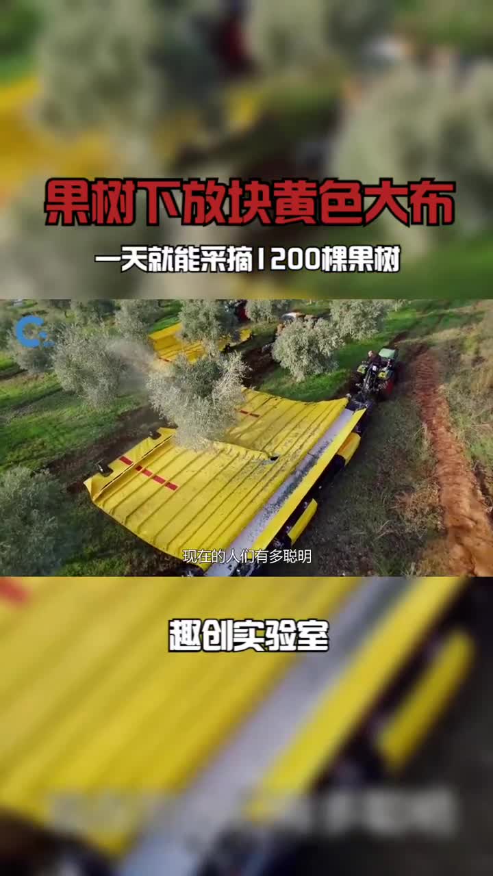 果树下放块黄色大布一天就能采摘1200棵果树这是什么原理