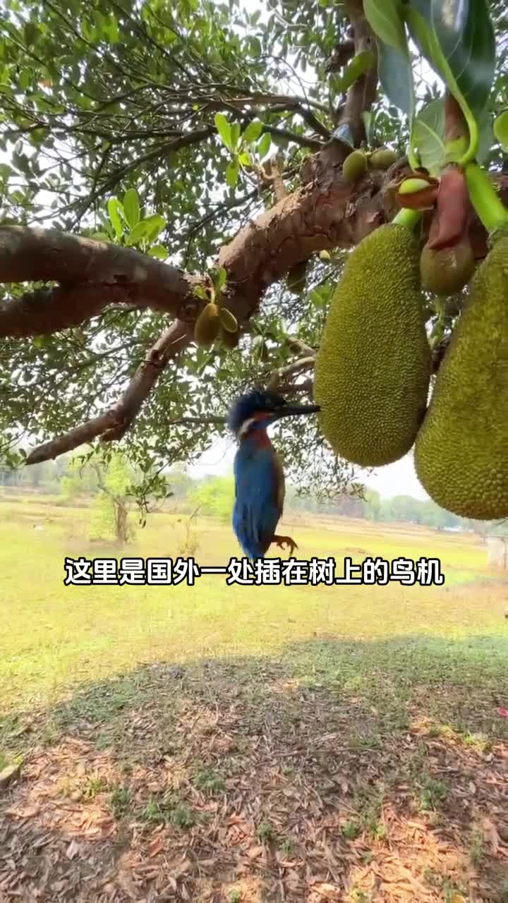 为什么翠鸟会插在树上