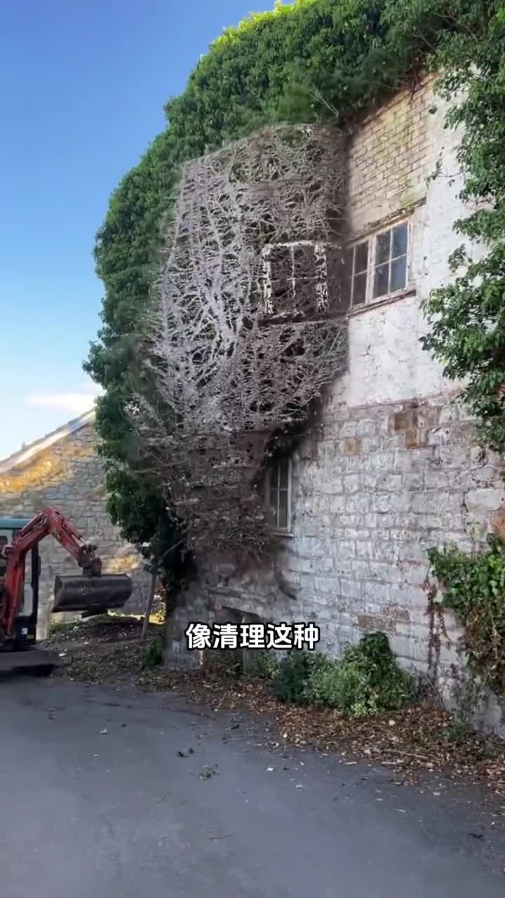 清理爬墙虎为什么要花费大价钱呢