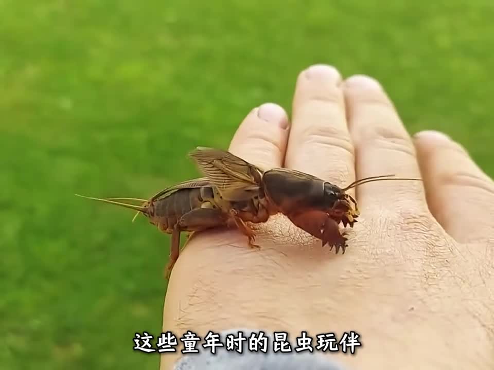 这些小时候的昆虫玩伴你玩过几个