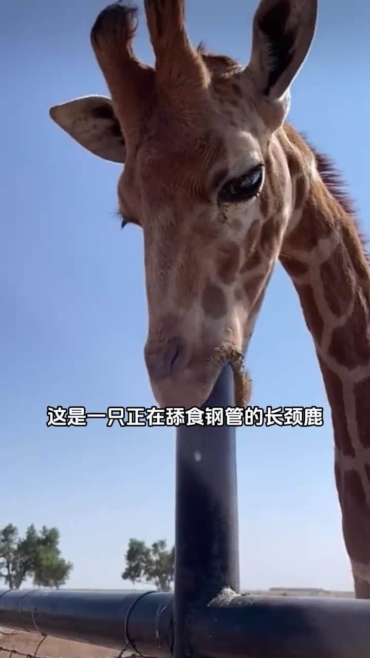 为什么长颈鹿喜欢舔钢管真相并不是你们想的那样