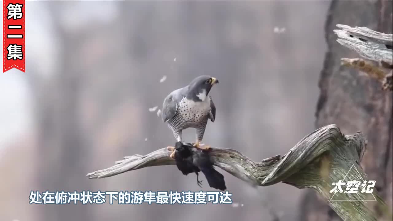 俯冲时速高达389千米比高铁速度还快游隼是如何做到的