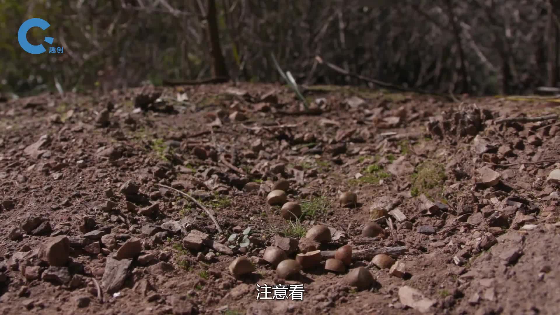 小小一颗墨西哥跳豆为什么会原地弹跳将其切开后令人大吃一惊