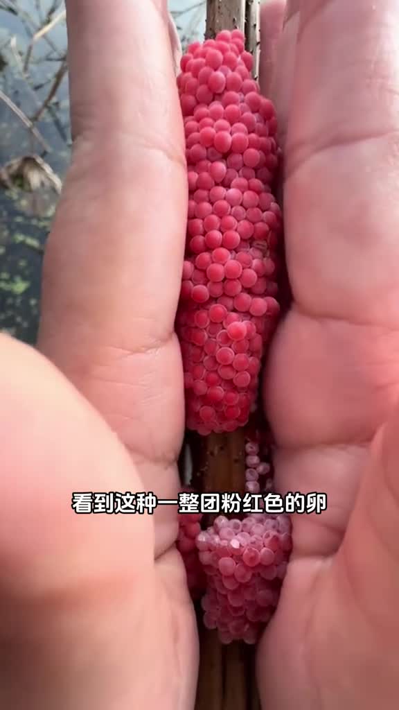 在野外看到这种粉红色的卵一定要无情摧毁掉