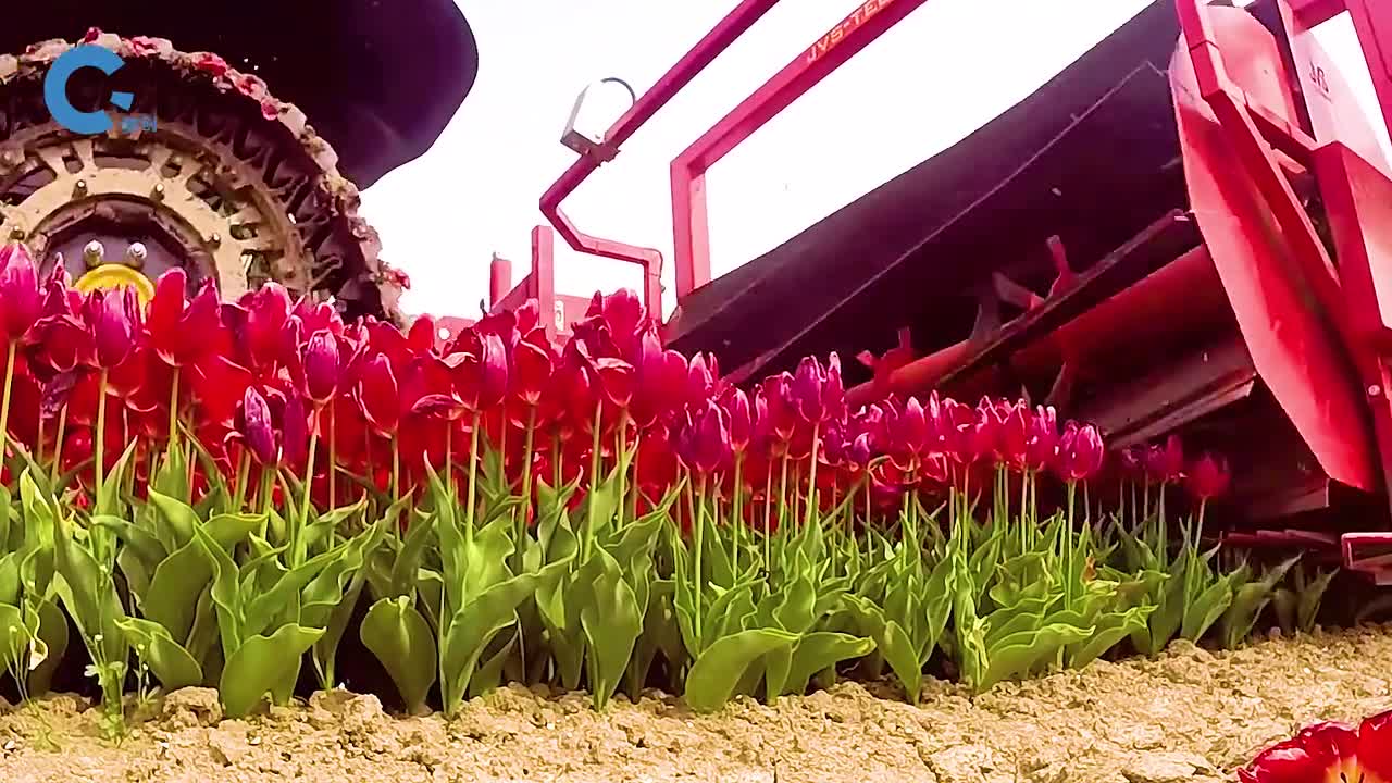 如何机械化种植郁金香球茎滚轮翻滚着把花朵打下来