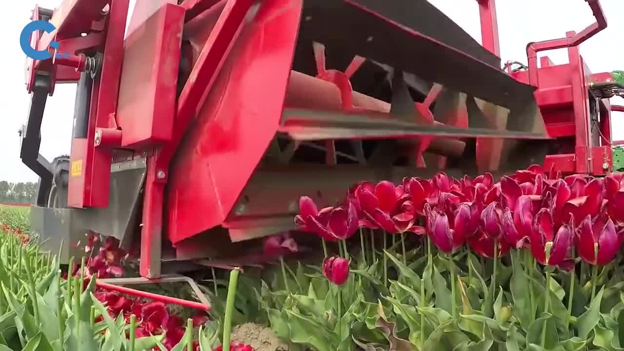 荷兰人是如何种植郁金香的好好的花瓣为什么要打掉