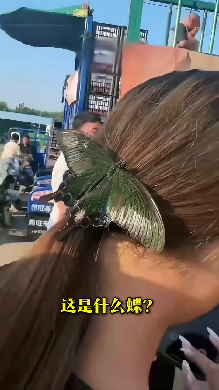 这些蝴蝶也太好看了跟着大漠一起认识30种美丽的蝴蝶