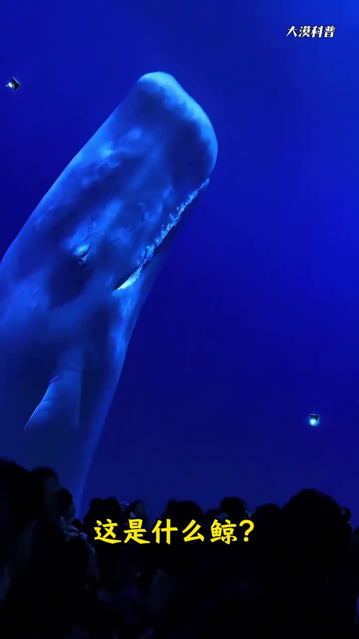 大漠带你认识了解11种鲸鱼