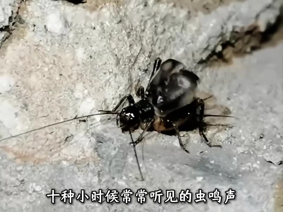 十种小时候常常听见的虫鸣声最后一个能震破你的耳膜