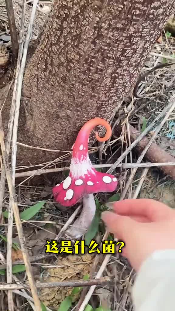 这些野生菌看着漂亮能吃吗大漠带你一次性认识48种野生菌