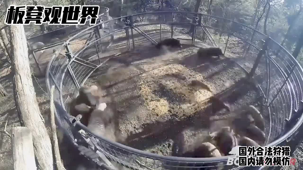 国外野猪泛滥看老外如何操作