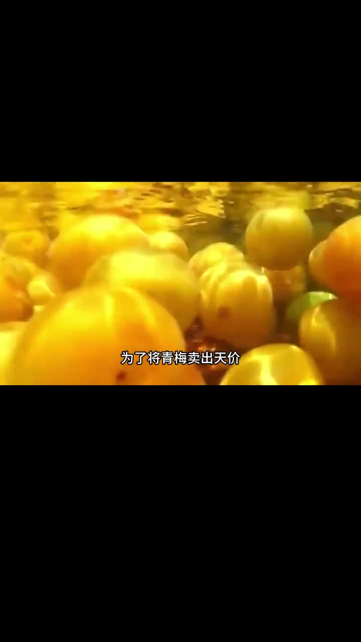 管不住嘴迈不开腿的快来试试这个青梅果