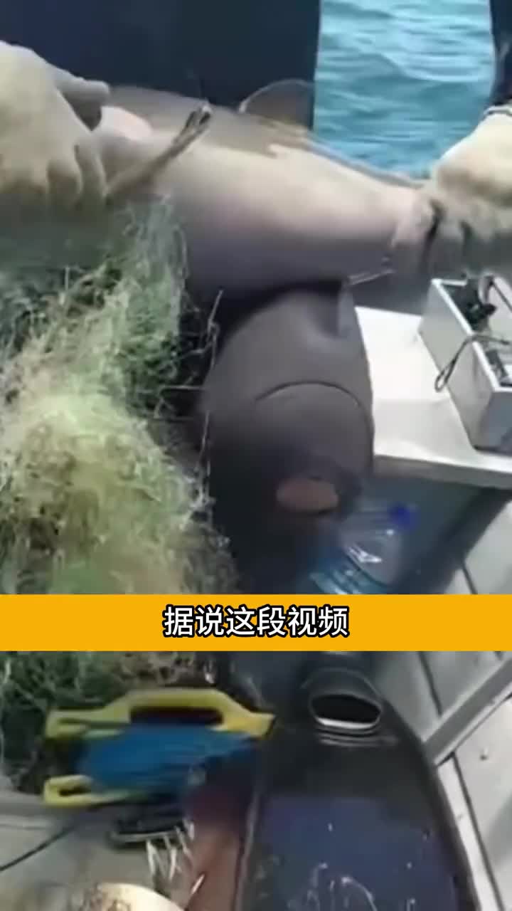 男人救了海豚一命自此之后