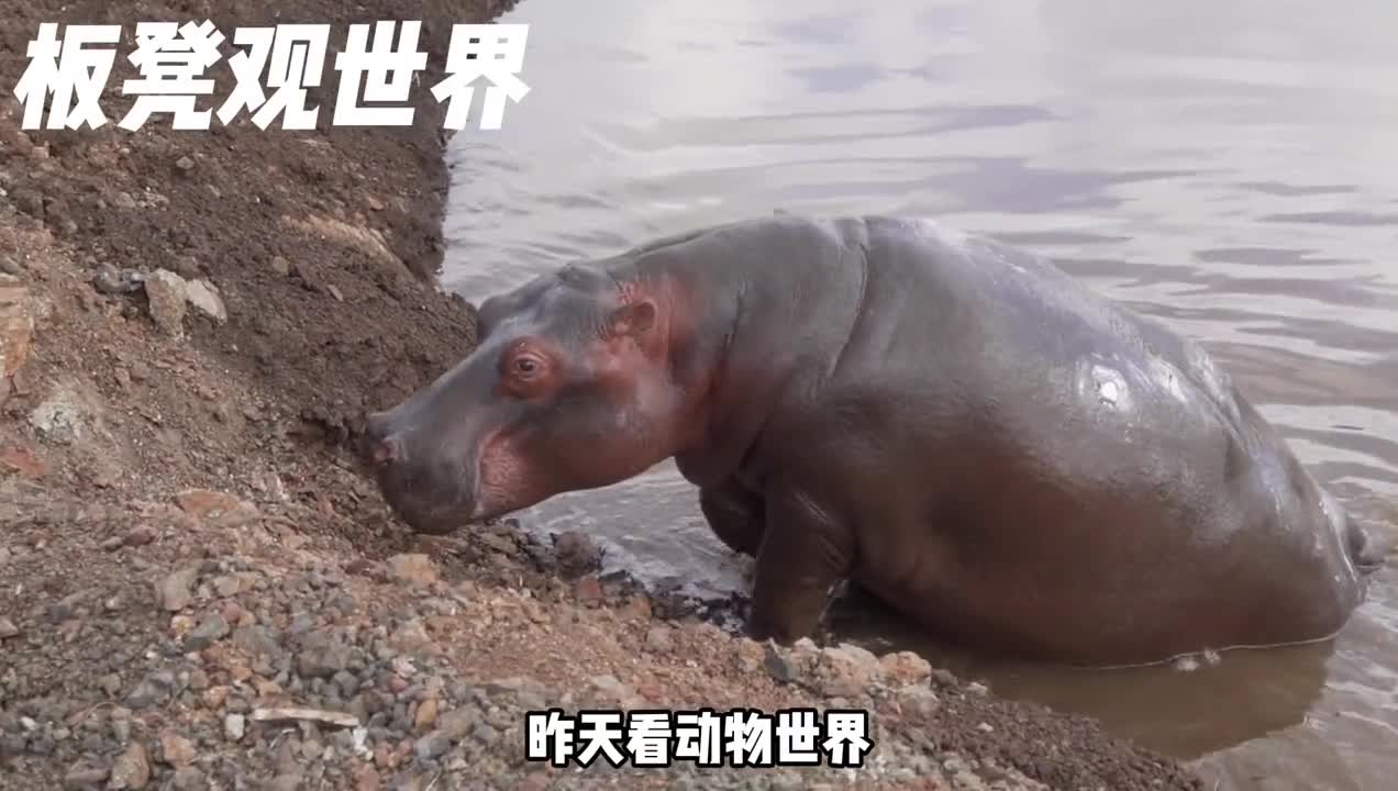 河马这家伙和你想象中不一样