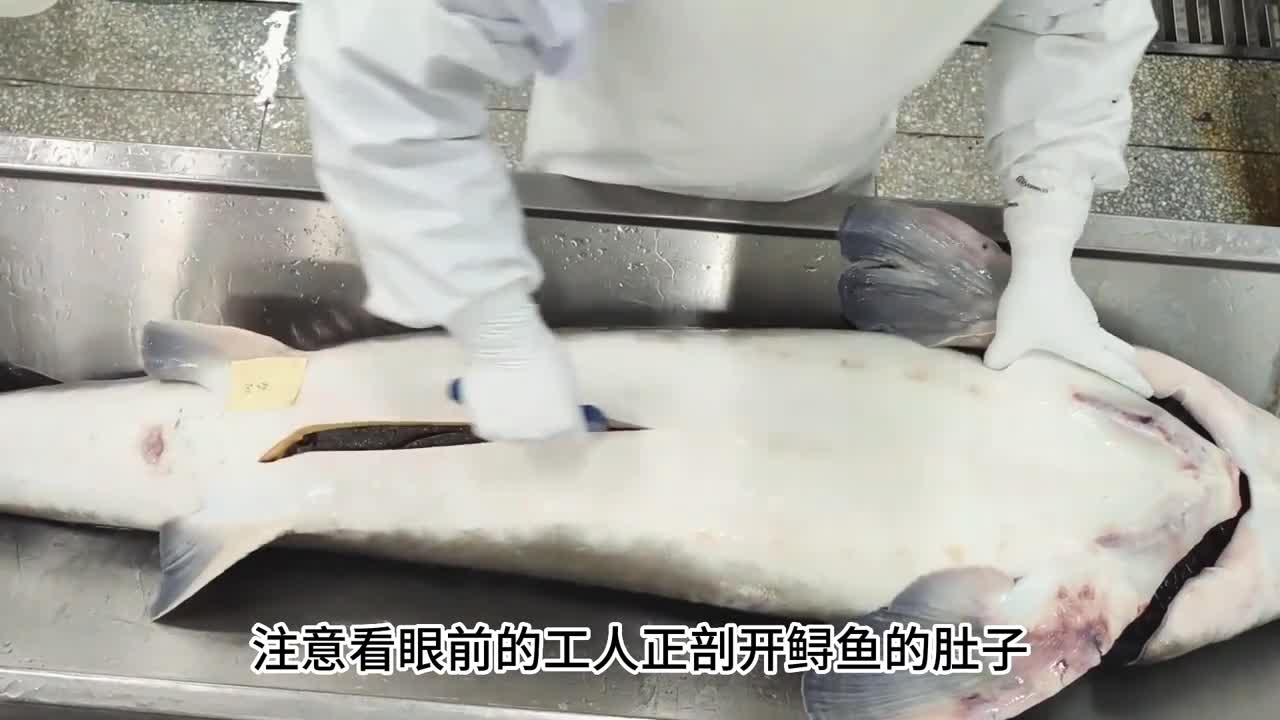 鱼子酱你吃过吗