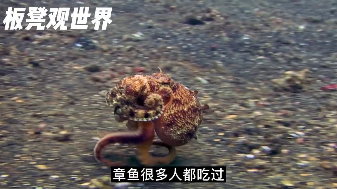章鱼哥到底有多聪明