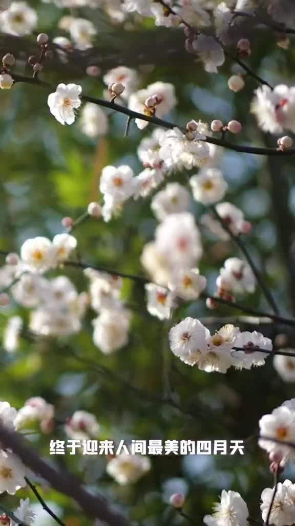 人间最美四月天四月愿我们都越来越好