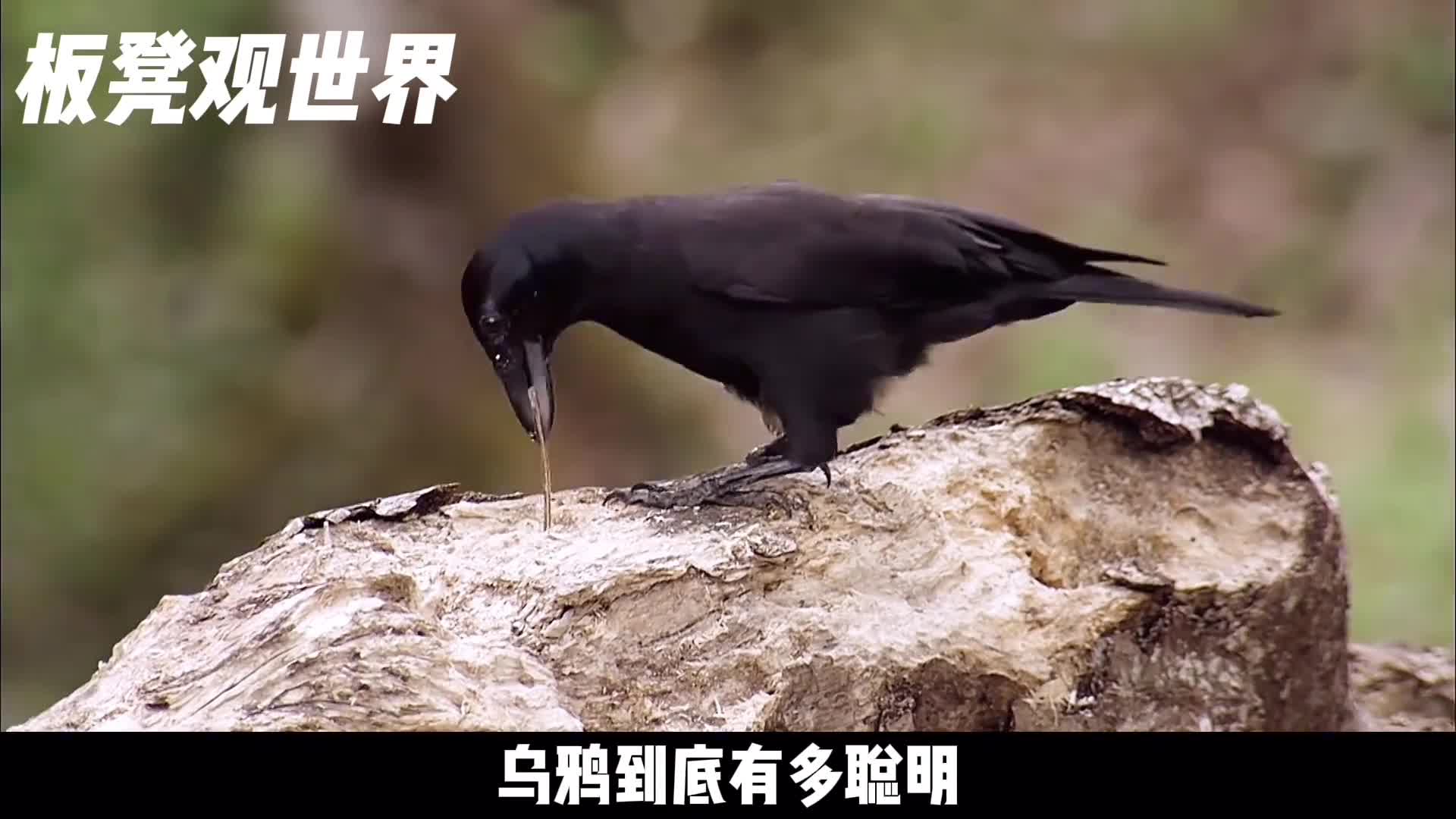 乌鸦到底有多聪明叼石头喝水只是基本