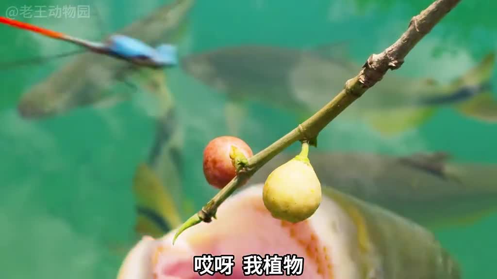 爱吃浆果的小鱼