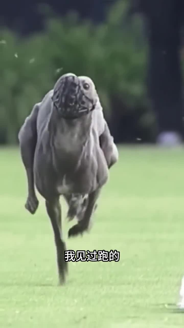 从未见过跑的如此之快的狗