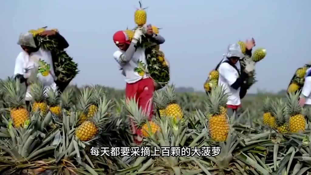 家里没两套别墅都不舍得吃的菠萝罐头没有硬芯酸酸甜甜的口口爆汁